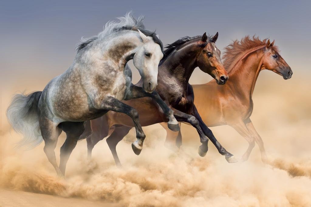 Amazon.com: Laminated Three Arabian Stallions Horses Running